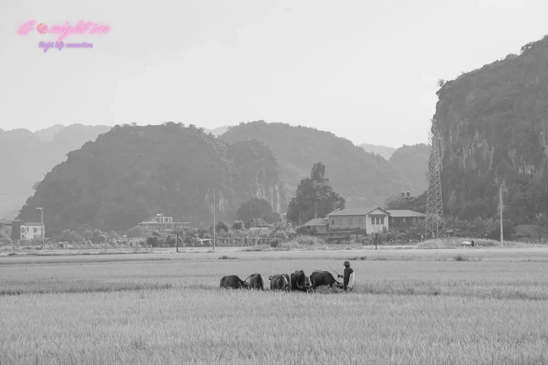 Sing Your Heart Out: Essential Tips for an Unforgettable Karaoke Night in Vietnam 3 Farmer herding water buffalo across a rice field