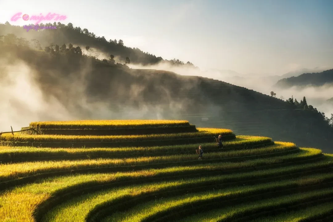 Da Nang Spa Survival Guide: How to Choose the Right Vietnamese Massage for You 1 green grass field near body of water during daytime