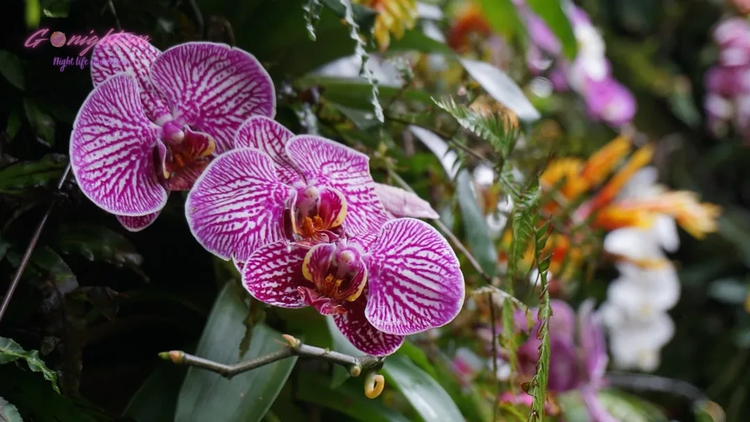 Da Nang Spa Guide: Finding Your Perfect Relaxation Oasis 1 Purple orchids bloom amongst other flowers.